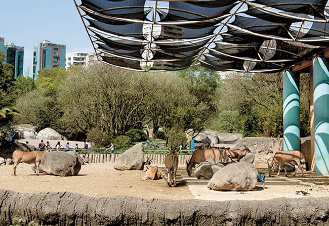 Ejemplares de esa especie en el Zoológico de Chapultepec. 