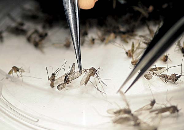 La FDA permite experimentar en Florida, donde hay ejemplares autóctonos.