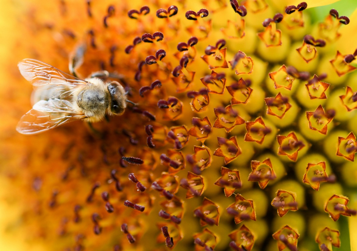 Toma de una abeja recolectando el polen de una flor de girasol.