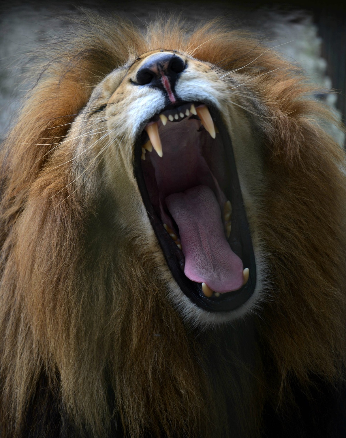 Imagen que muestra a un leon bostezando en el zoológico Rosy Walter de Tegucigalpa.