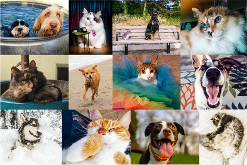 Las personas con gatos tienen menos que las que tienen perros, según un estudio hecho por Facebook. 