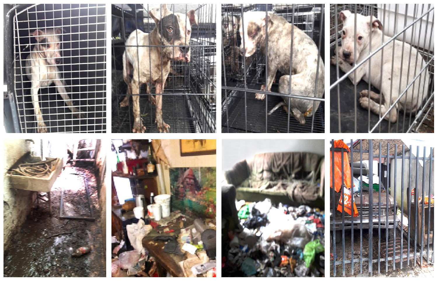Nueve perros vivían en condiciones indignas y sujetos a maltrato. 
