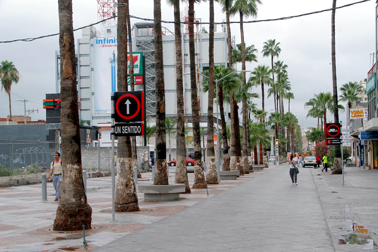 Medio Ambiente descarta de momento amarillamiento letal en vegetación del Paseo Morelos.