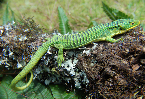 Dragoncito verde, 'Abronia graminea' en Sumidero, Acultzingo, Veracruz. 