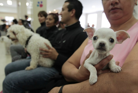 Mascotas están en la sala de espera para recibir consulta en el hospital veterinario público de Iztapalapa. En seis meses de han dado más de 20 mil co