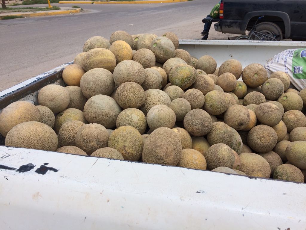 Productores de Matamoros se ven afectados por el exceso de lluvia.