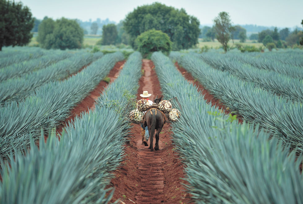 Durante tu visita a este pueblo mágico, puedes solicitar un recorrido por los plantíos de agave azul, en el que te muestran cómo se cultivan las majes