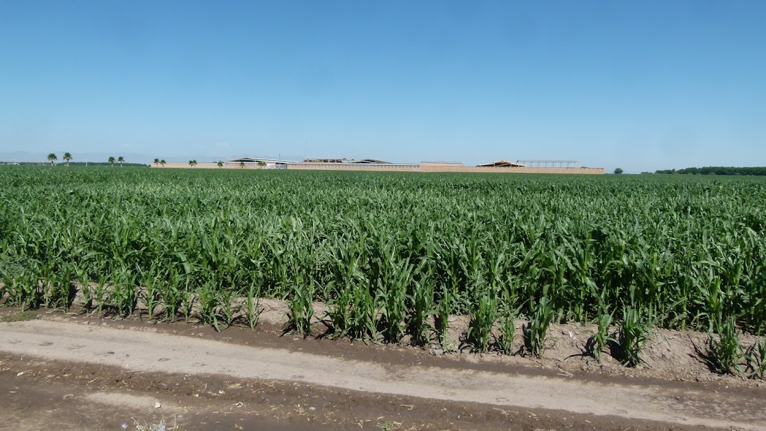 En La Laguna, los productores forrajeros sin seguros que cubran las pérdidas por lluvia.