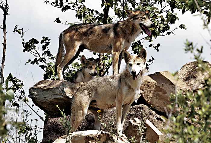 El Museo del Desierto de Coahuila es uno de los lugares de exhibición y conservación de la especie.