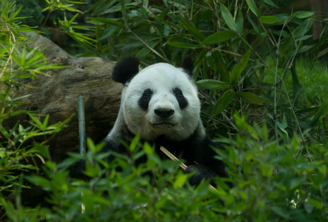 La Secretaría del Medio Ambiente de la CdMx publicó una licitación para la rehabilitación de 10 albergues del zoológico de Chapultepec y 11 del de San