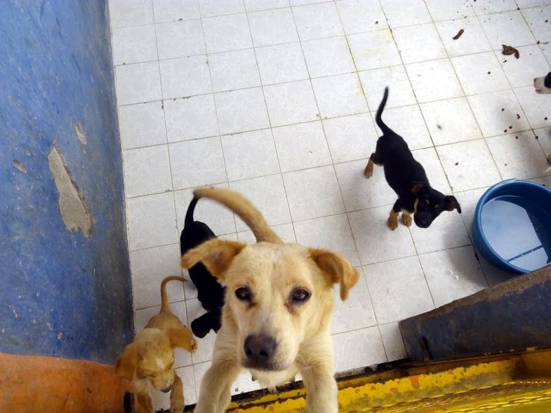 Se lograron rescatar 100 perros callejeros, gracias a los laguneros que los adoptarán.