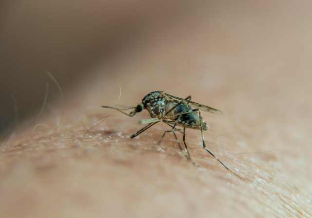 El mosquito transmisor del zika.