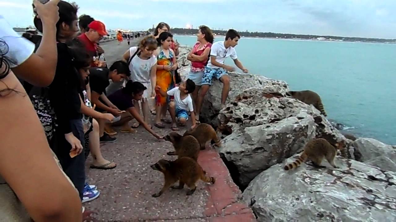 La especie se ha convertido en un atractivo turístico de la zona. 