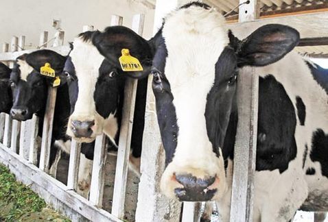 En La Loma, Durango, pusieron a salvo a 640 vacas en peligro por la corriente del Río Nazas.