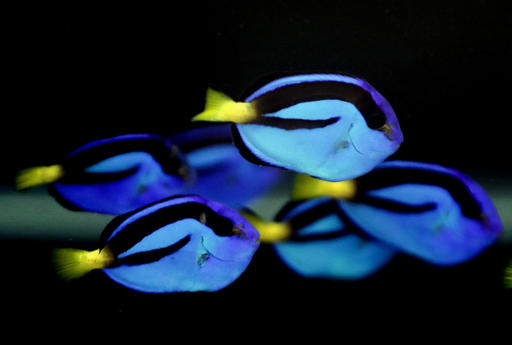 Las personas que quieren peces cirujano (Dory) dependen de las capturas —por lo general no reguladas— en el Pacífico.