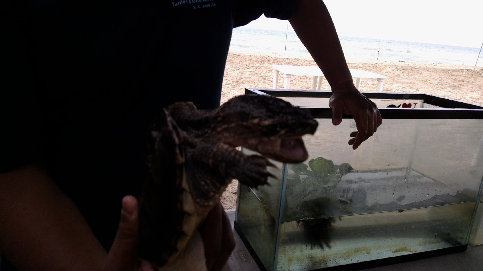 Tortuga lagarto.