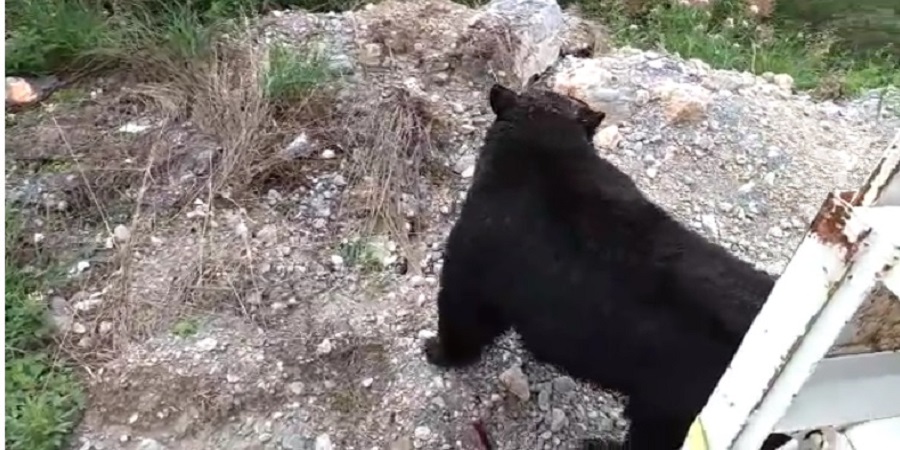 El oso deambulaba por las instalaciones del Campus Mederos, perteneciente a la UANL. 