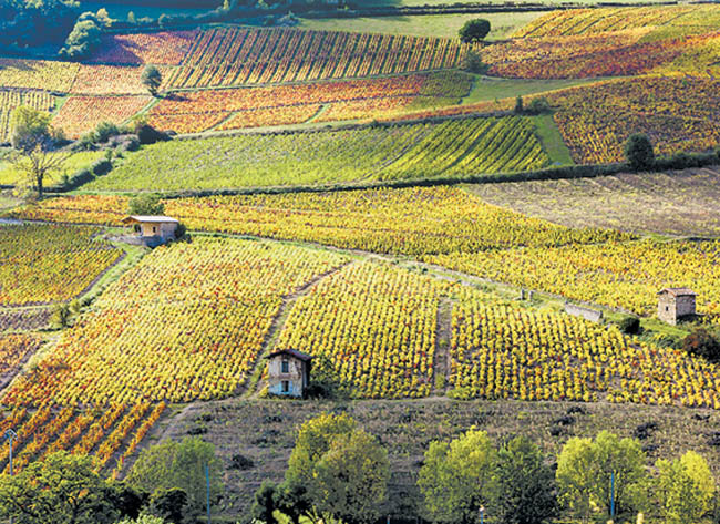 Los viñedos de Beaujolais, Francia. 