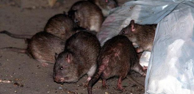 Plaga de ratas