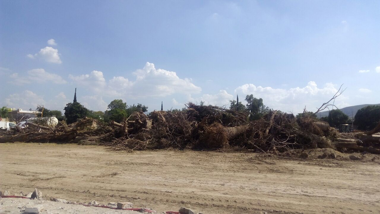 Al Super en Lerdo se comprometió a reponer los árboles talados en el predio de construcción.