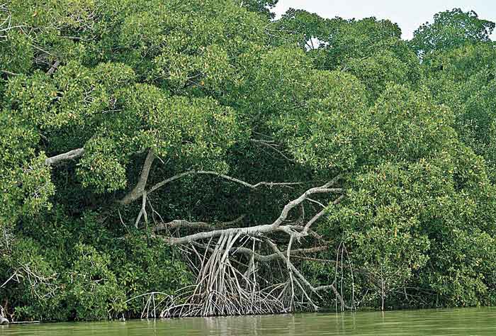 La vegetación que se ve seriamente dañada por la reducción de la selva