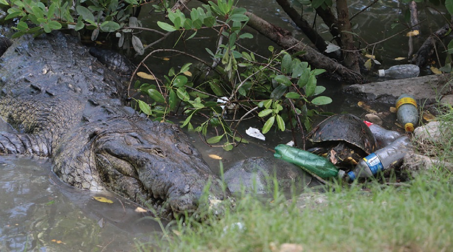 Uno de los principales atractivos que tiene Tampico son sus animales en el Carpintero, los cuales viven entre desechos y aguas pestilentes.