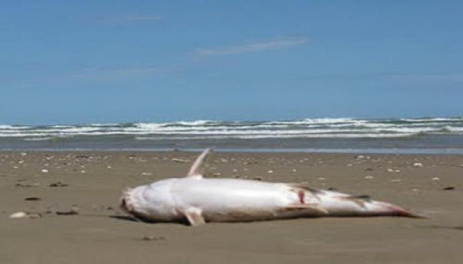 Confirman marea roja en playa de Matamoros 