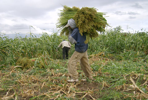 Campesinos de La Laguna, están esperando el recurso de Sagarpa para poder iniciar con el ciclo de cultivo Otoño-Invierno 2016.