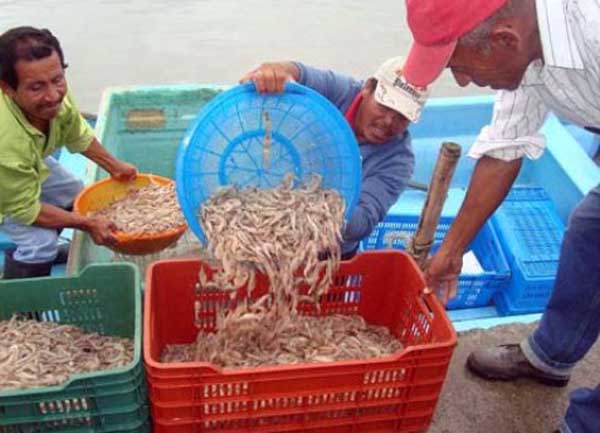 Pesca de camarón.