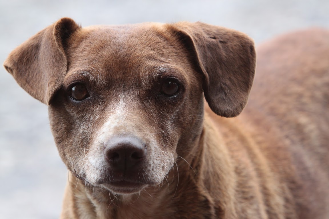Estiman que en el municipio hay 320 mil mascotas de compañía.