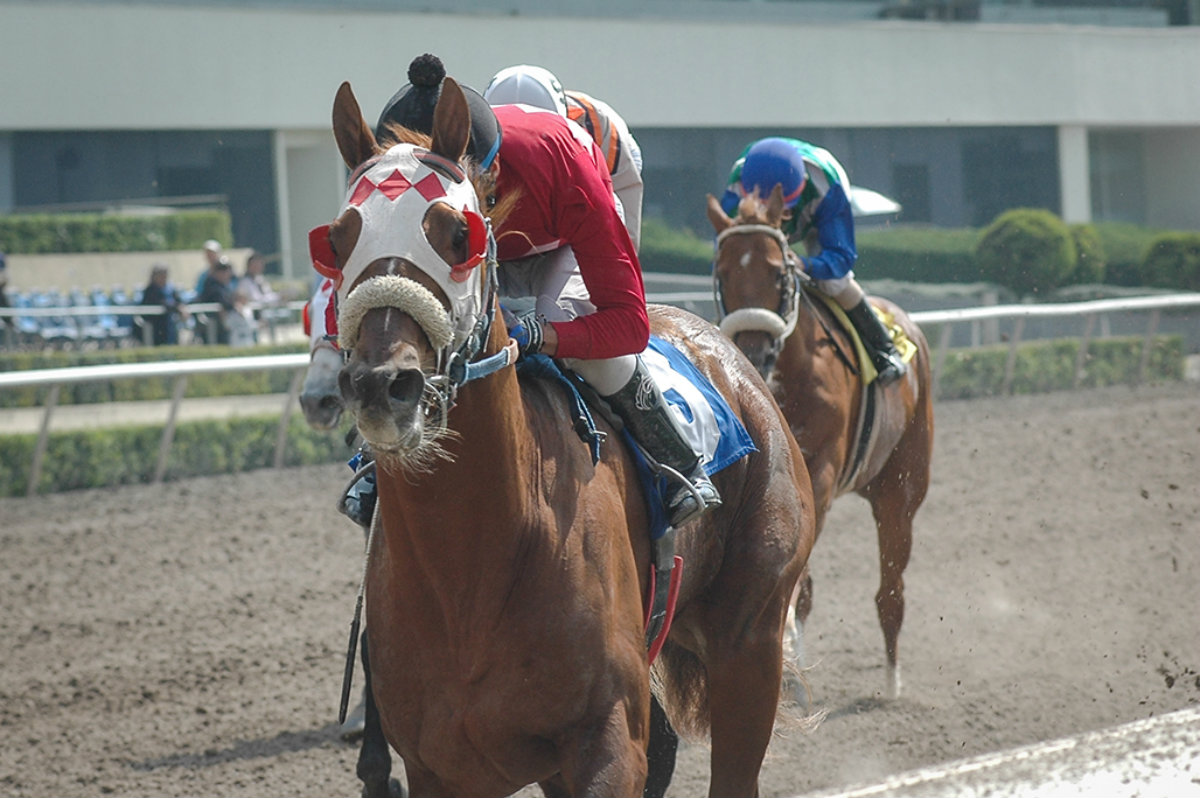 Impredecible, candidato mexicano para el Internacional Del Caribe