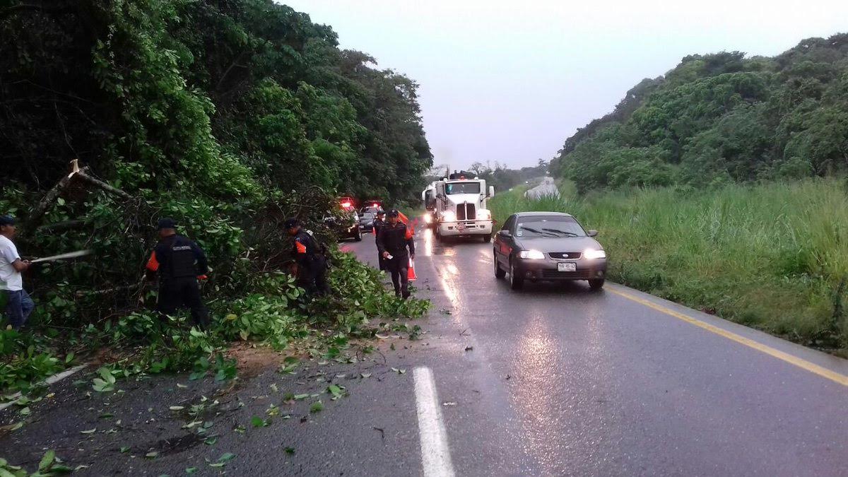 Las lluvias han provocado caída de árboles en las carreteras. 