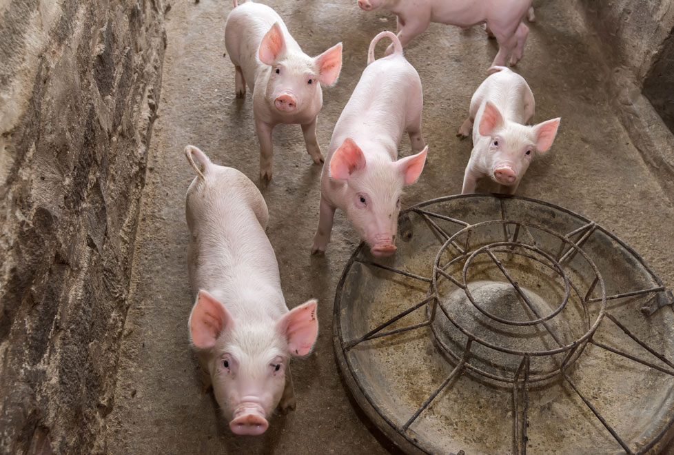 México es el octavo mayor importador de carne fresca de cerdo en el mundo. España busca una parte de este mercado, que en 2015 importó 75,000 tonelada