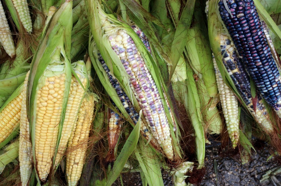 El maíz es uno de los cereales de mayor producción mundial, junto con el trigo y el arroz. 
