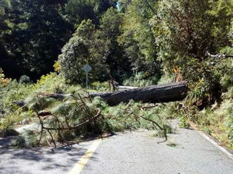 Pobladores de San Miguel Suchixtepec poner árboles en la carretera costera federal 175 Oaxaca-Puerto Ángel, para impedir la entrada y salida al destin