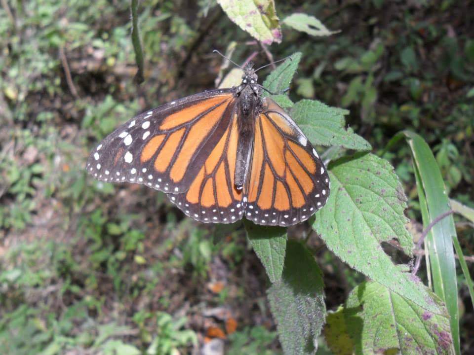 Mariposa Monarca.