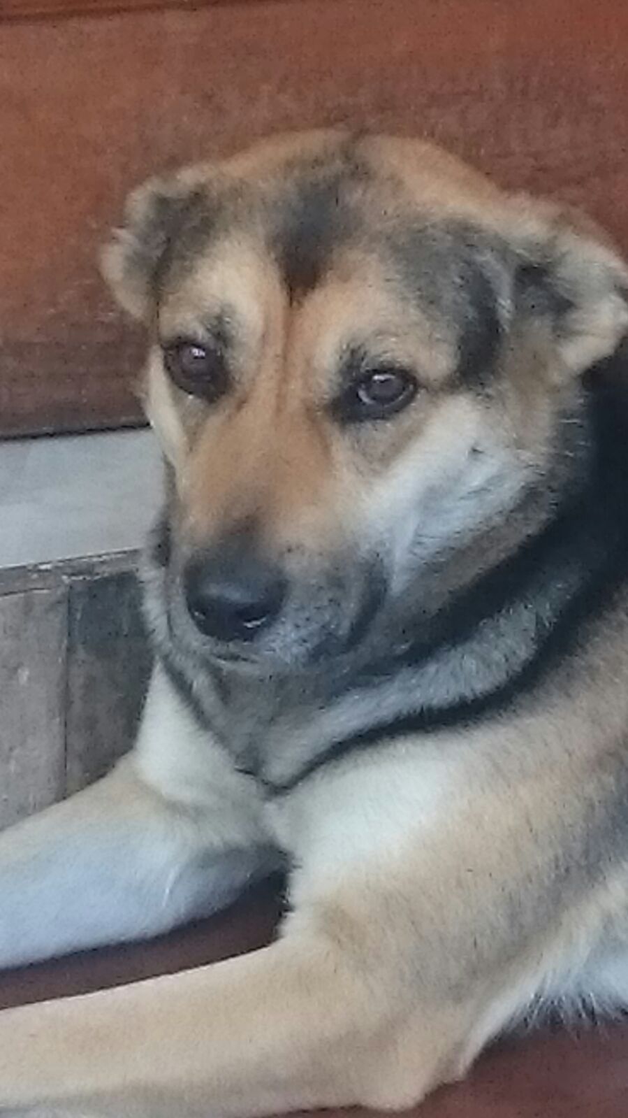 También realizarán campañas de adopción a fin de que no sean sacrificados.