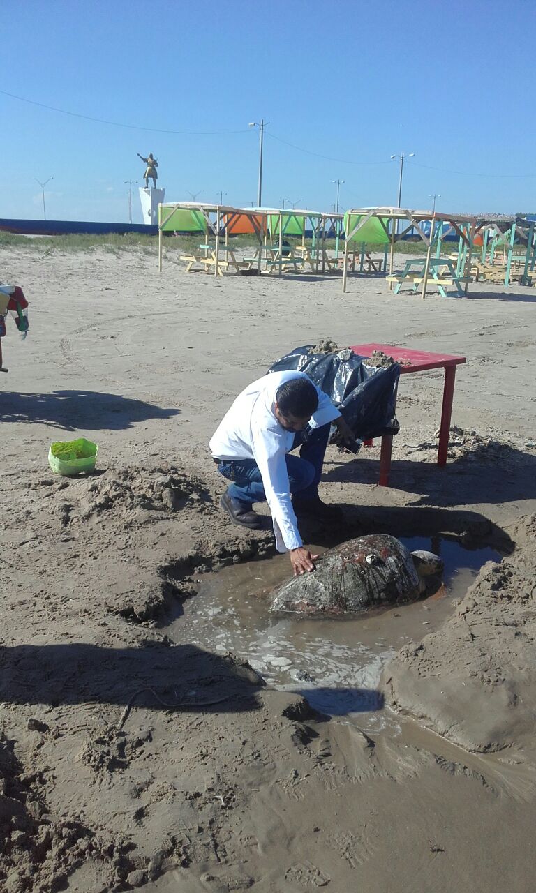 Se trata de una especie enlistada como en Peligro de Extinción