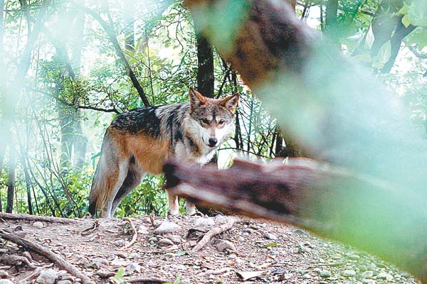 Cuenta con dos lobos mexicanos.