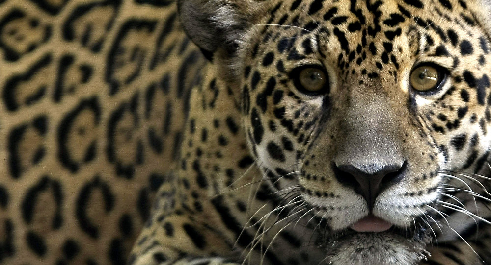 Animales salvajes.