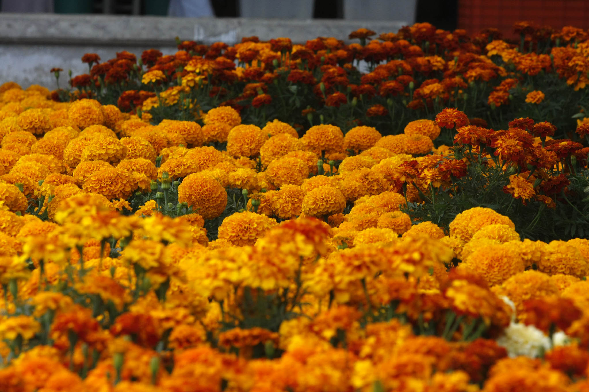 La tradicional flor del Día de Muertos.