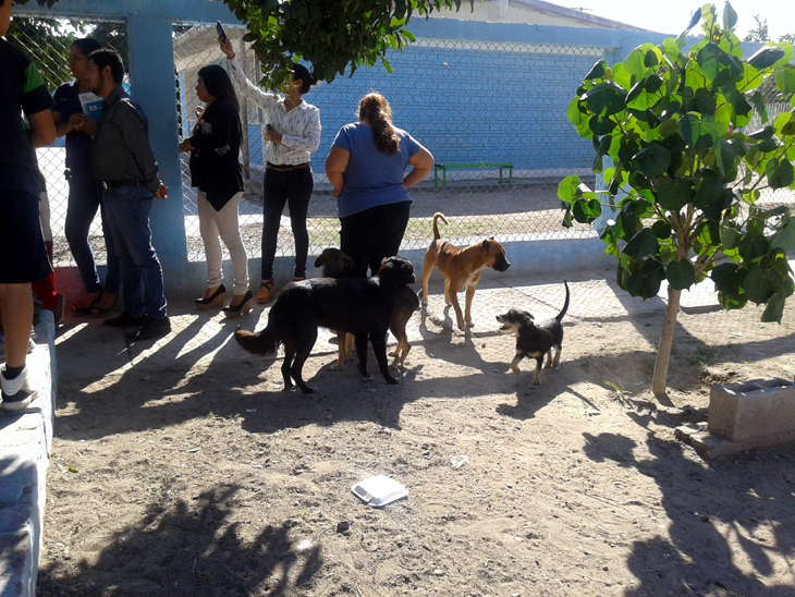 Afortunadamente no ha habido ataques a los menores, pero sí entre los mismos animales.