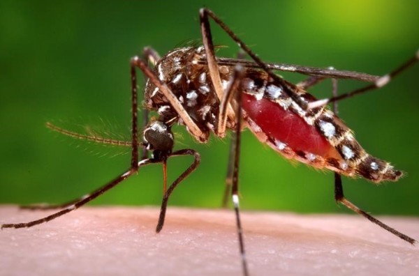 El Zika se vincula con la microcefalia en bebés y el síndrome de Guillain-Barré.