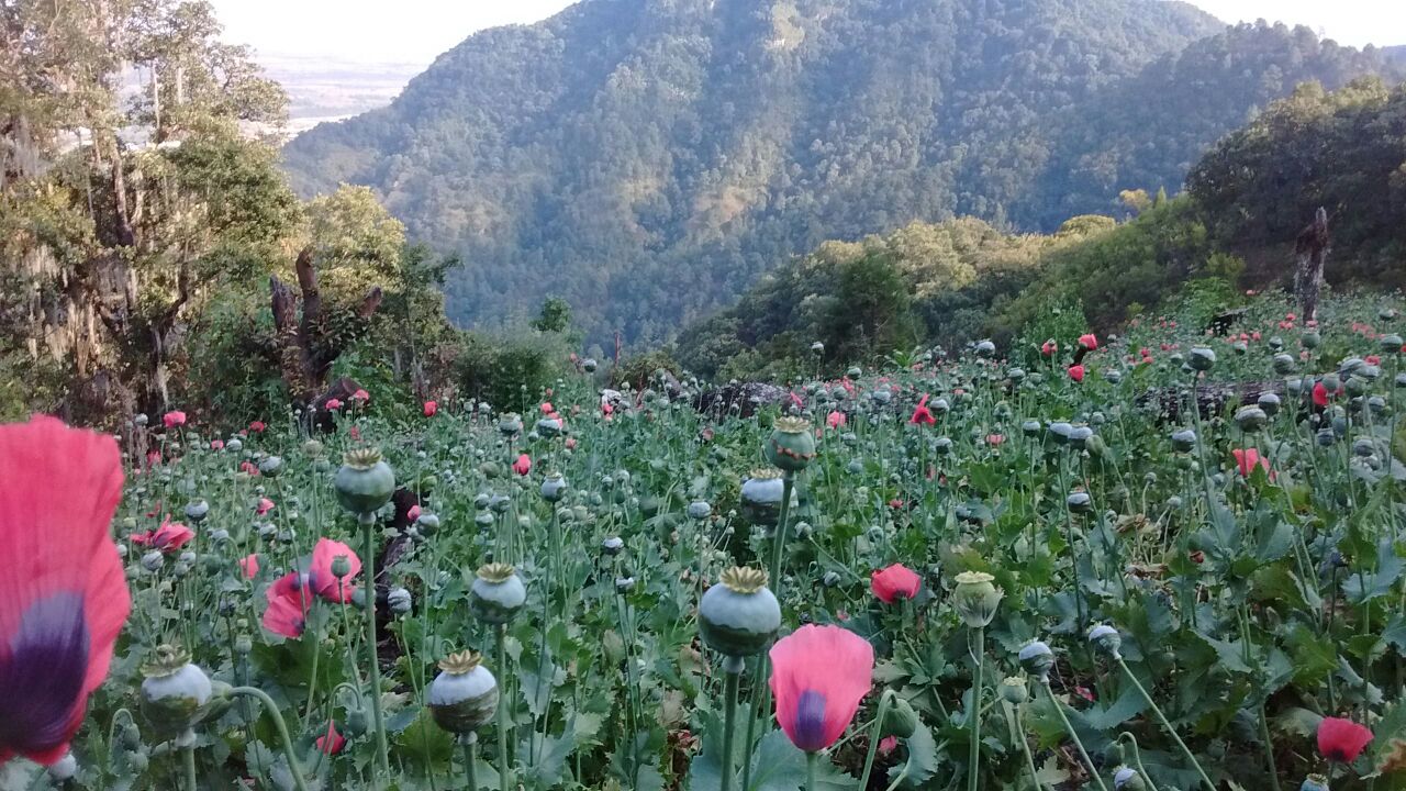 Plantío de amapola.