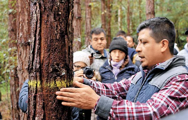 Pronatura, además de sembrar el árbol, lo mide y verifica para tener la certeza de cuánto bióxido de carbono se absorve.