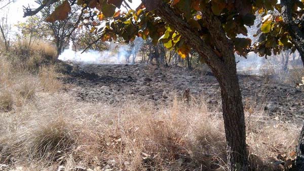 El Bosque El Nixticuil ha sufrido múltiples incendios.