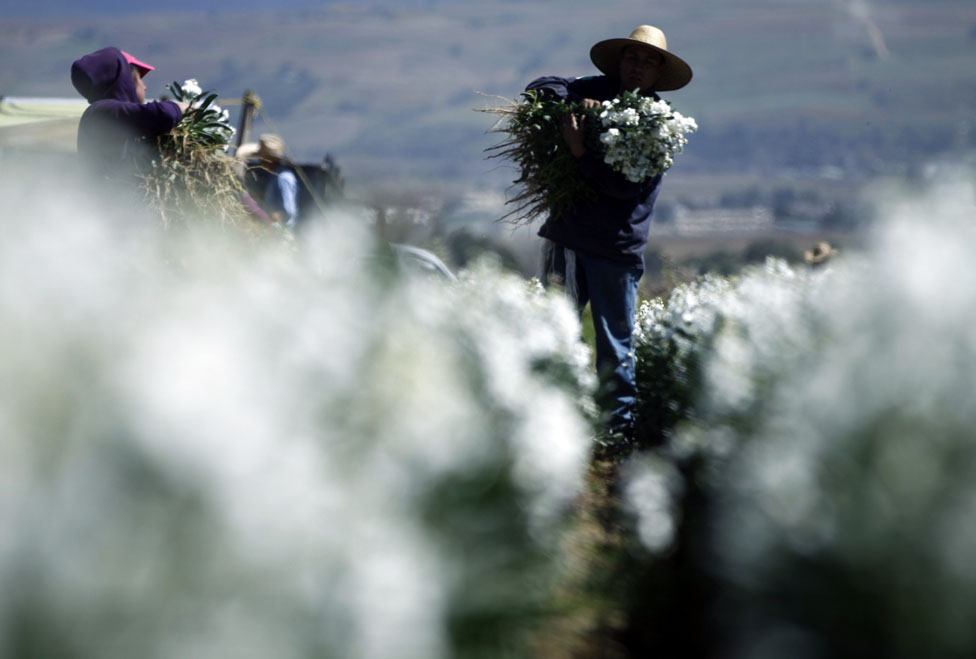 La mayor parte de la producción la llevan a Querétaro, la Ciudad de México, apenas el 10 por ciento llega a Toluca.