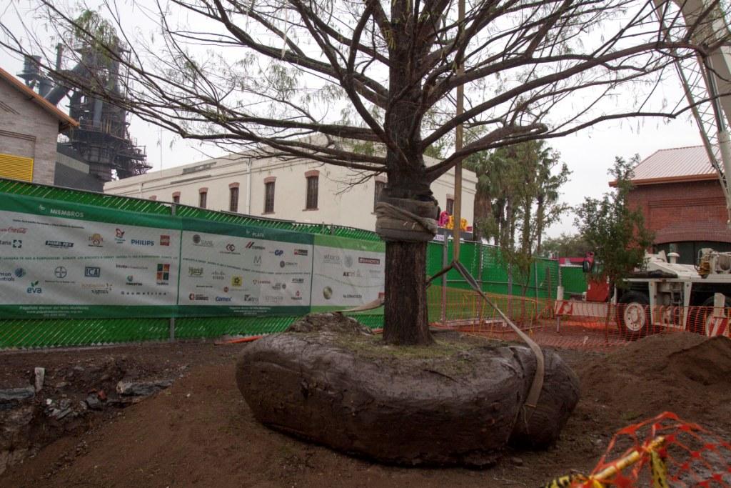 Los dos árboles que están cerca de donde prevén instalar una plantea de bombeo son especies consideradas patrimonio urbanístico de la Ciudad de México