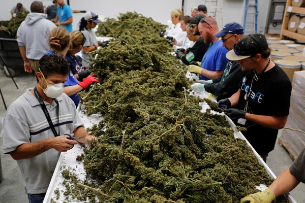 Actualmente, Los Sueños produce mariguana con fines de uso medicinal.
