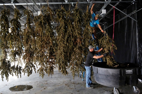El uso de la mariguana medicinal es legal en el estado de Colorado, desde el año 2000 y solo en pacientes con enfermedades terminales.